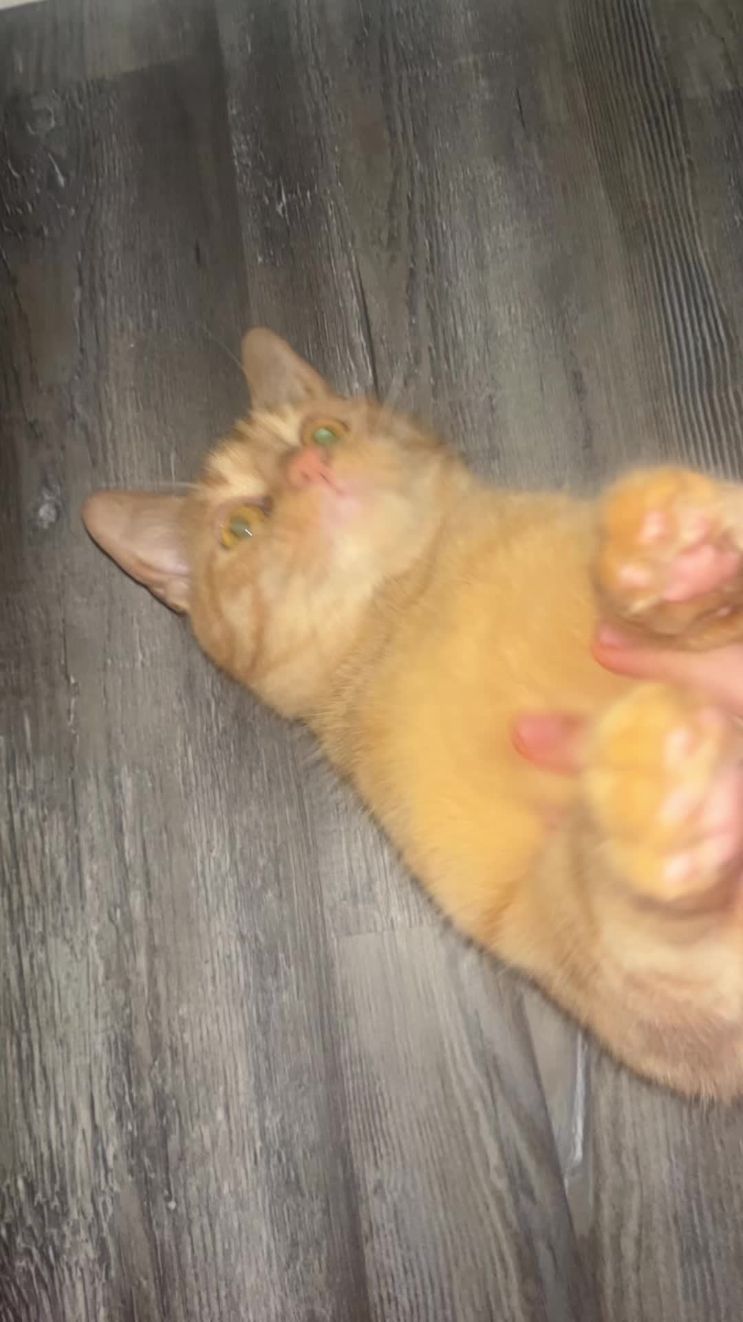 @kittencattuff