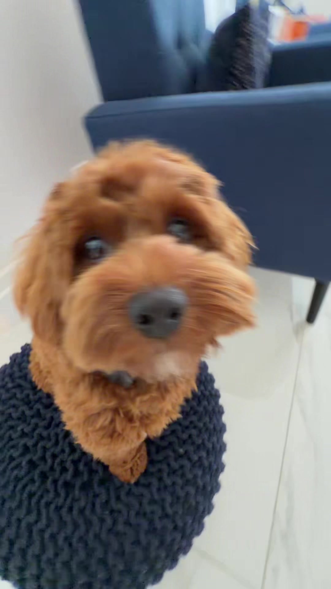 @Lilo The Cockapoo