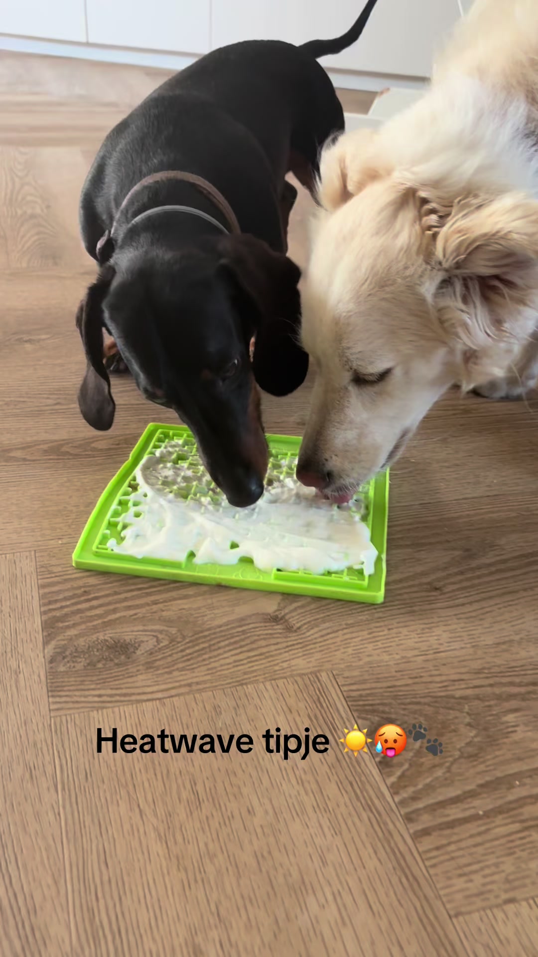 @Pure Paws