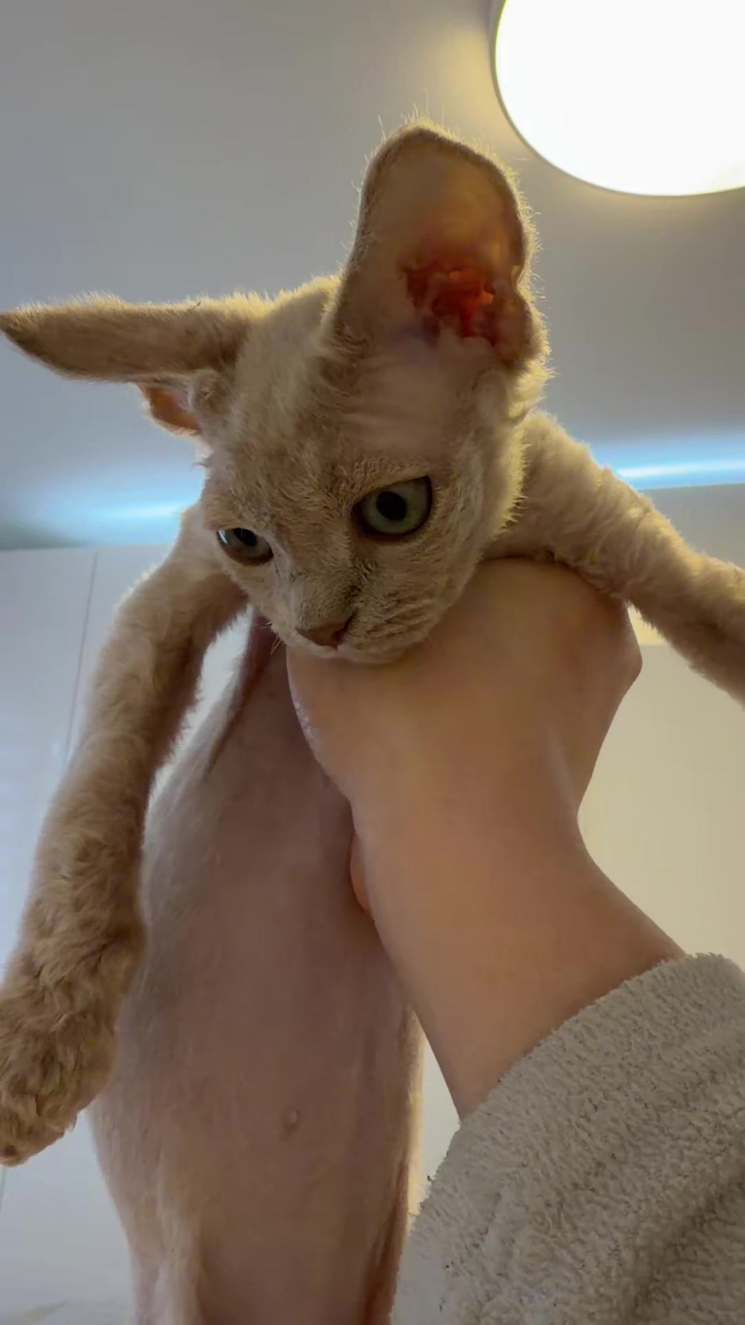 @TugbasCats