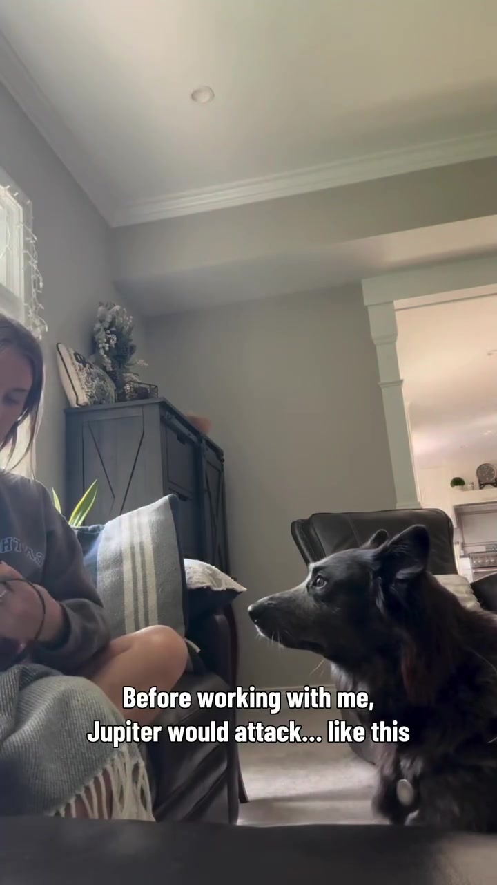 @balancedcanineacademy