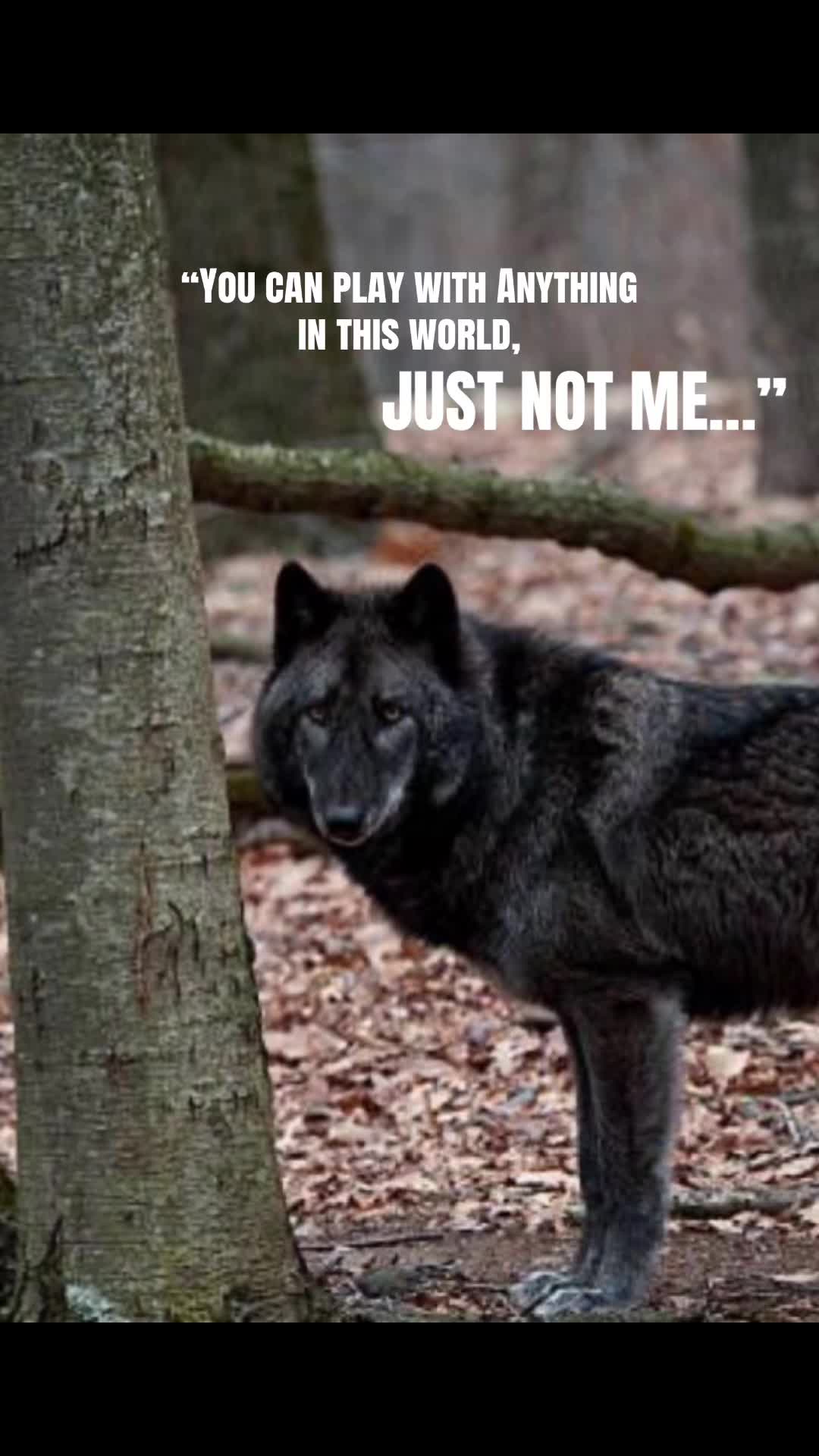 @🪬Conscious_LoneWolf🐺