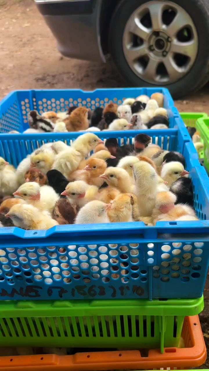 @NDIAYE-BREEDING 🐔