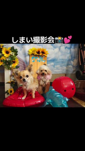 @しまい
