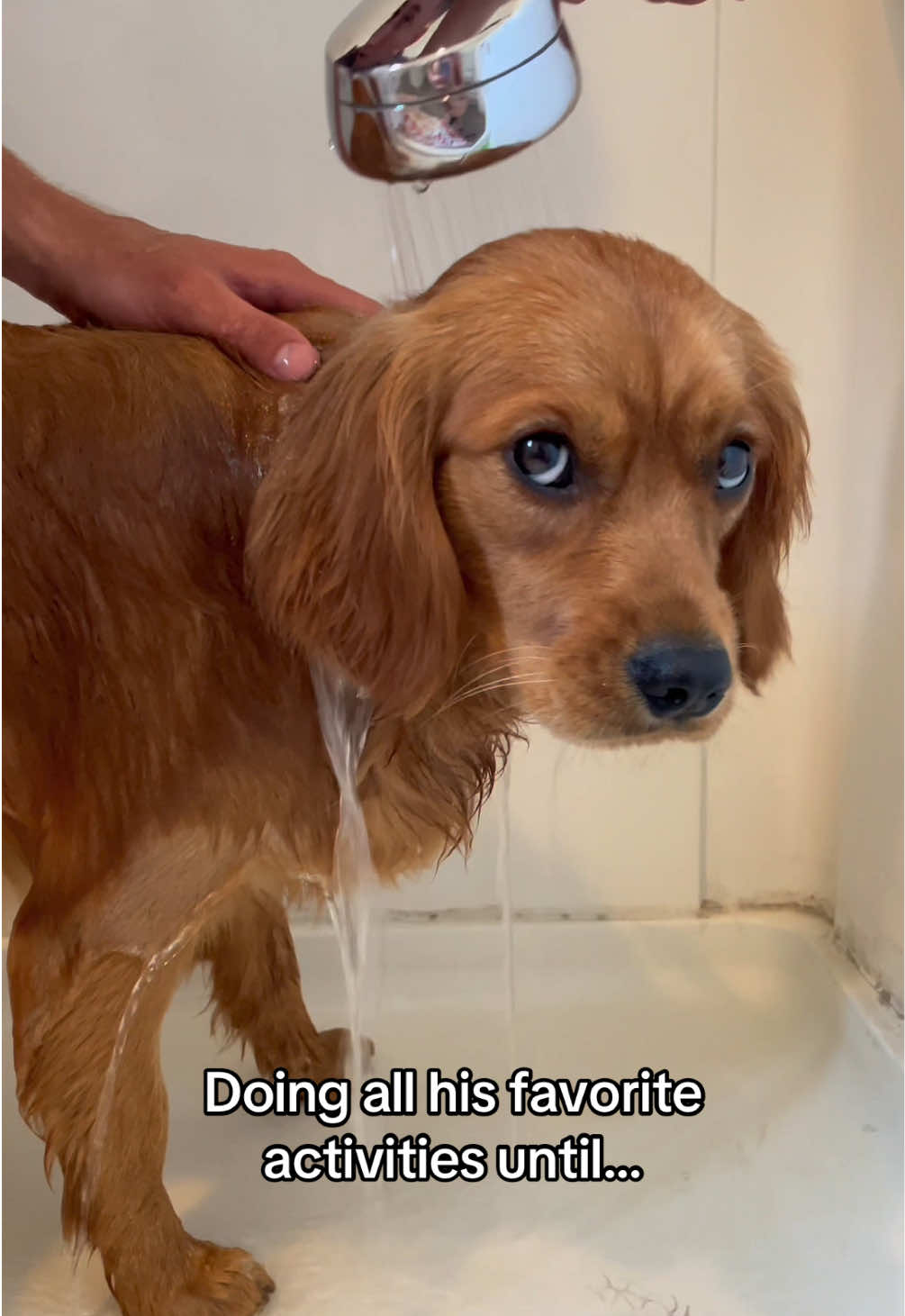 @joeythegoldencavalier