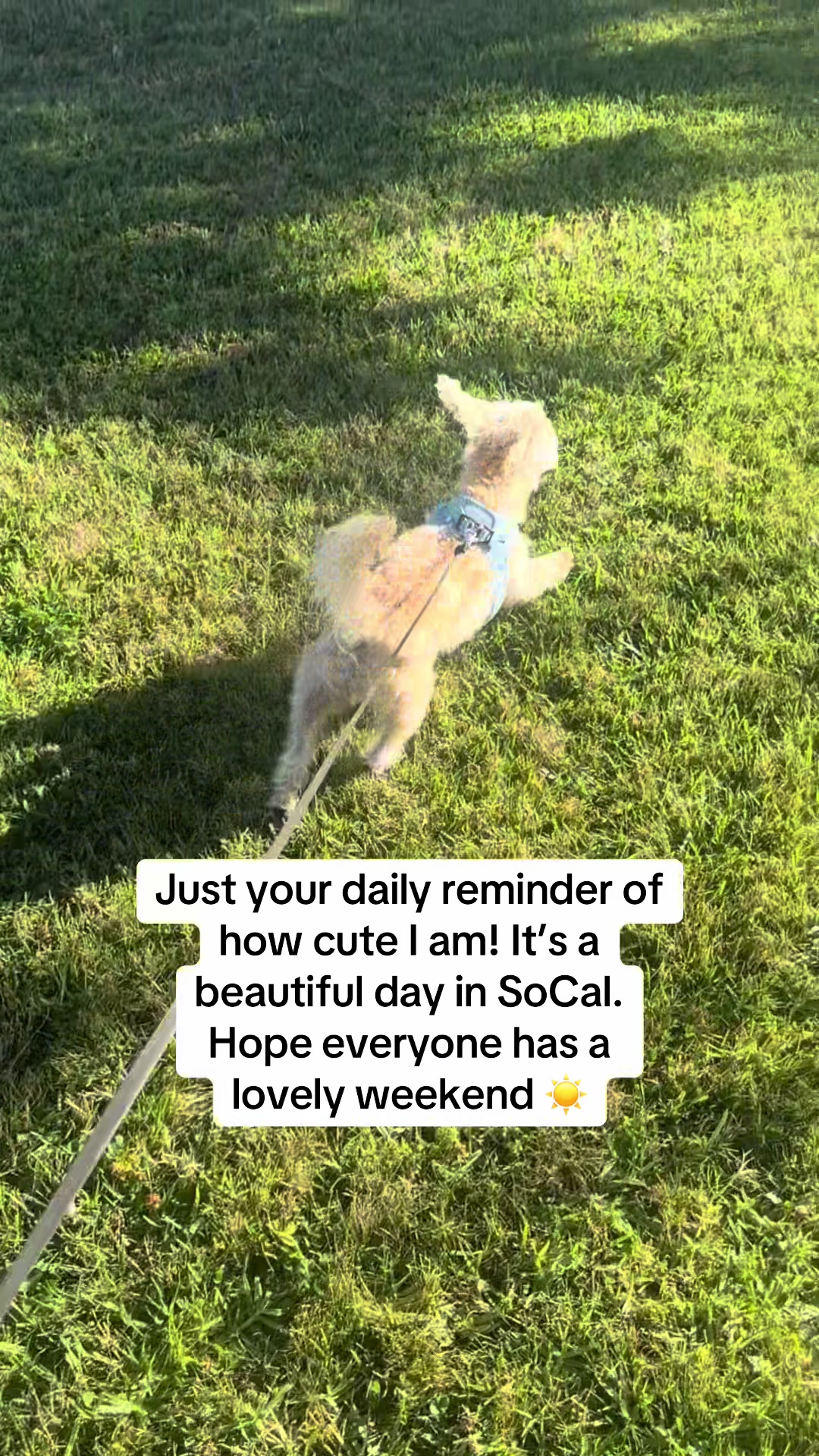 @He Was A PoodleBoi