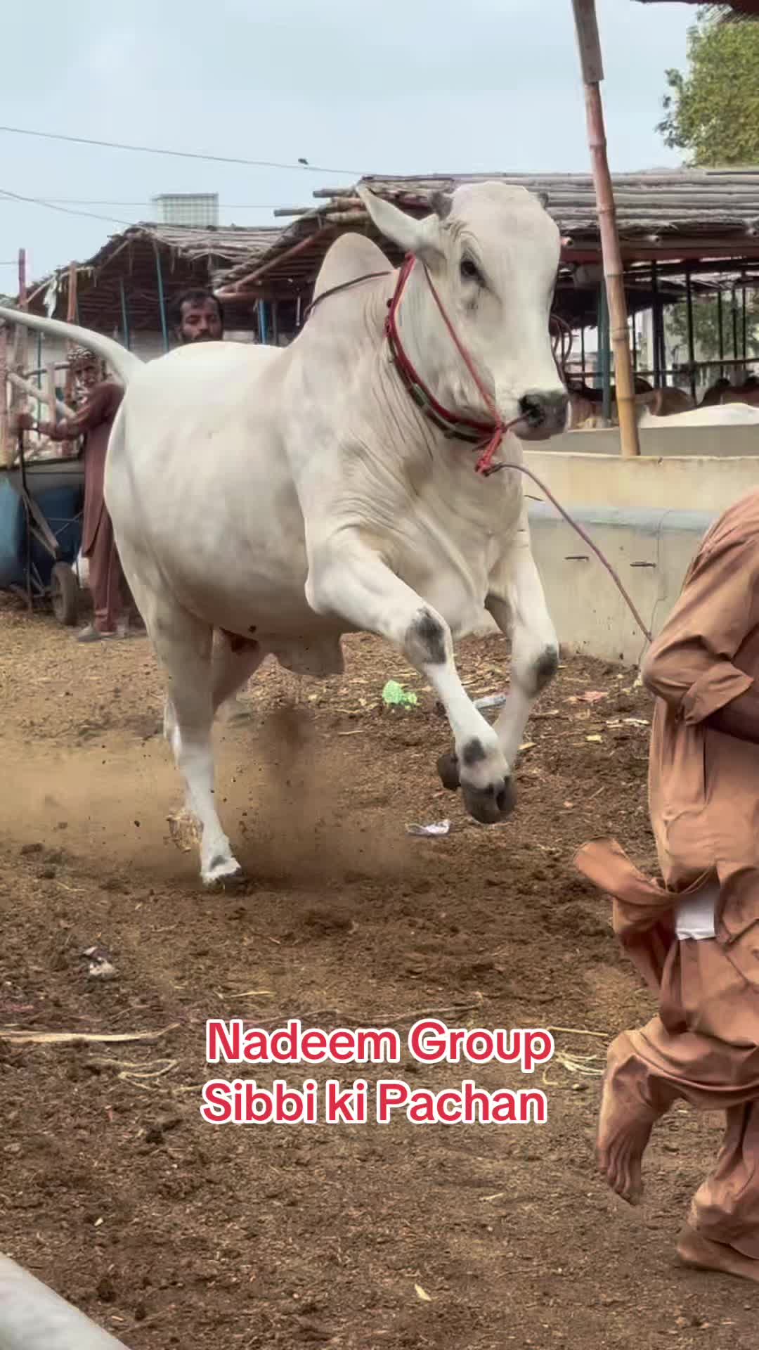 @Karachi Bull lovers