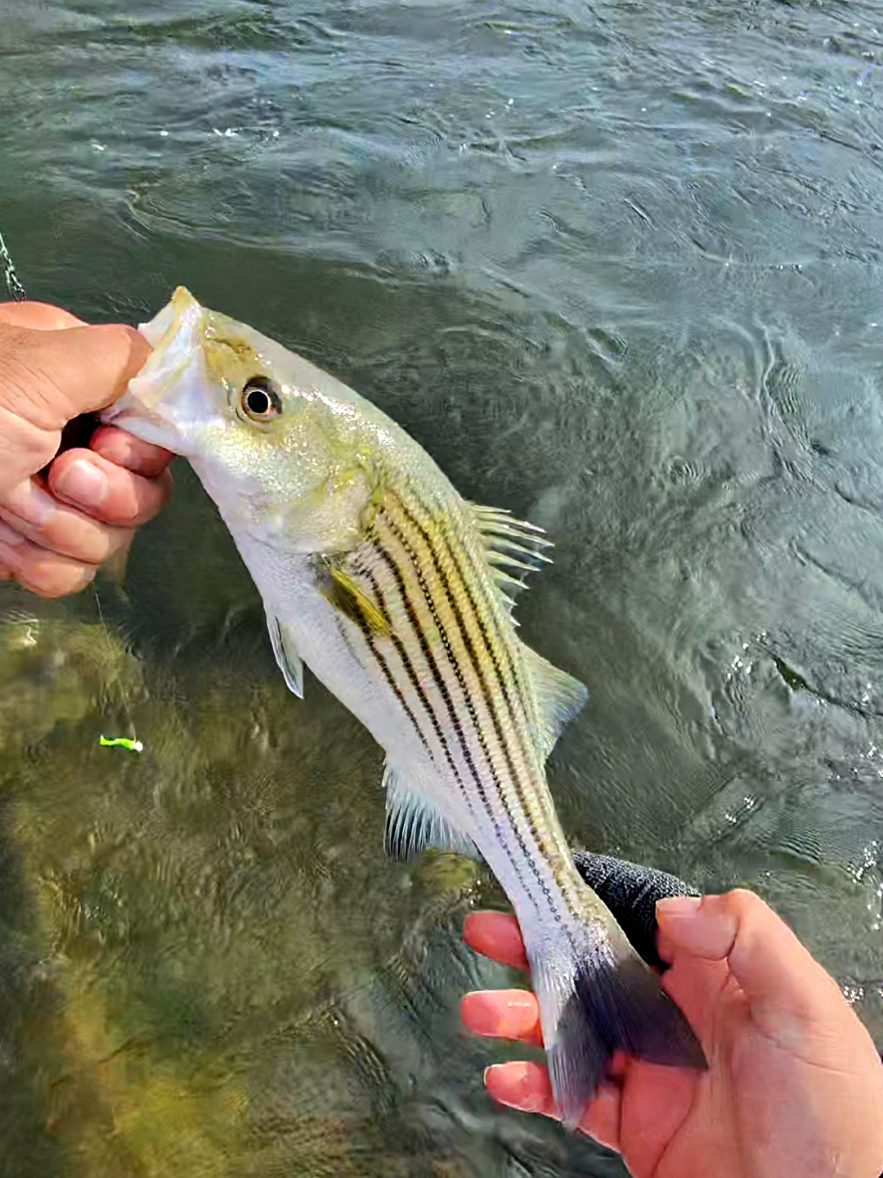 @Pescador Salvadoreño 🎣🦈