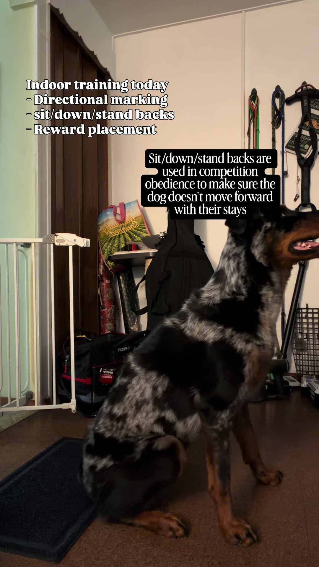 @valkyrie.the.beauceron
