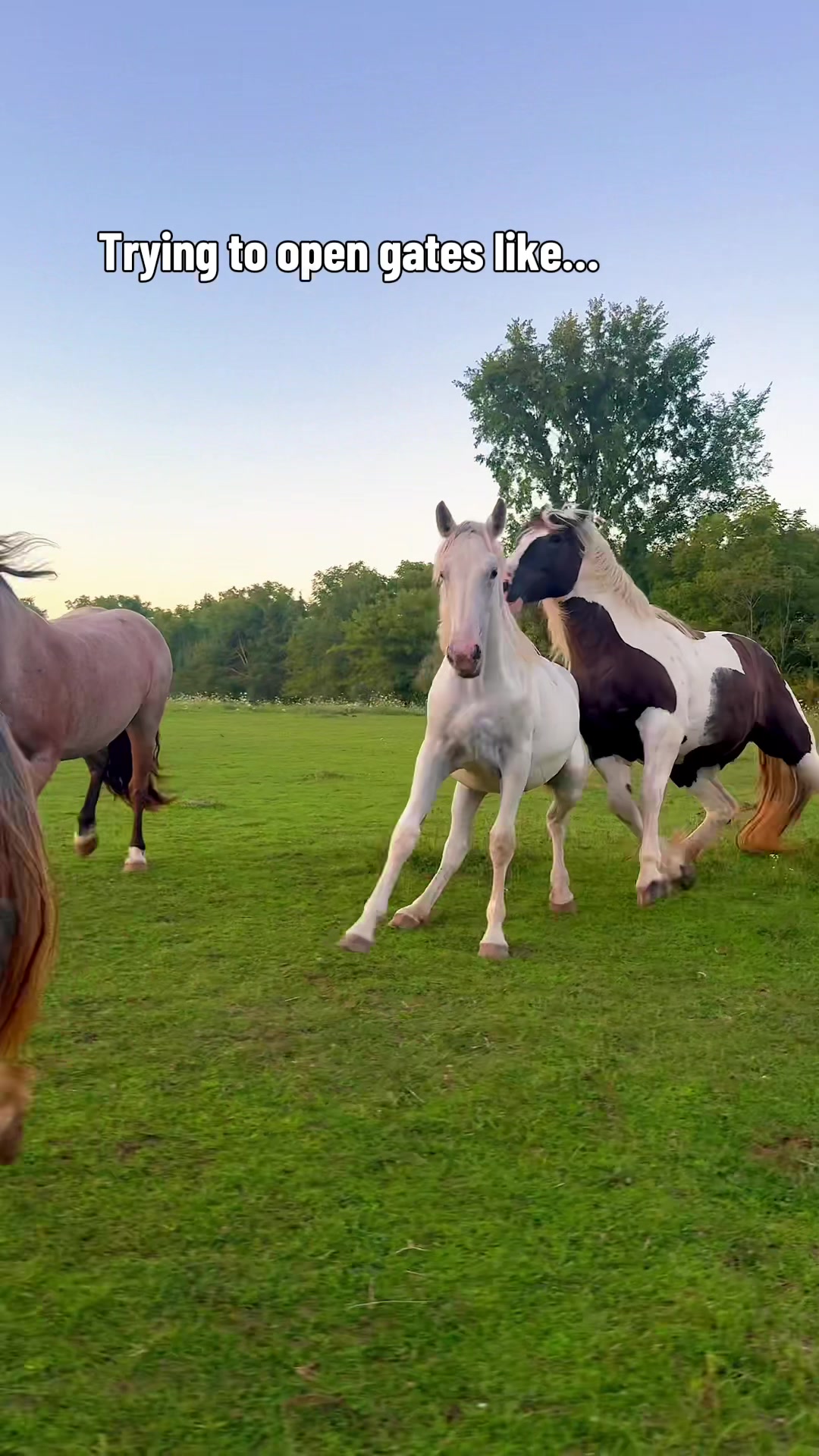 @Free Spirit Equestrian