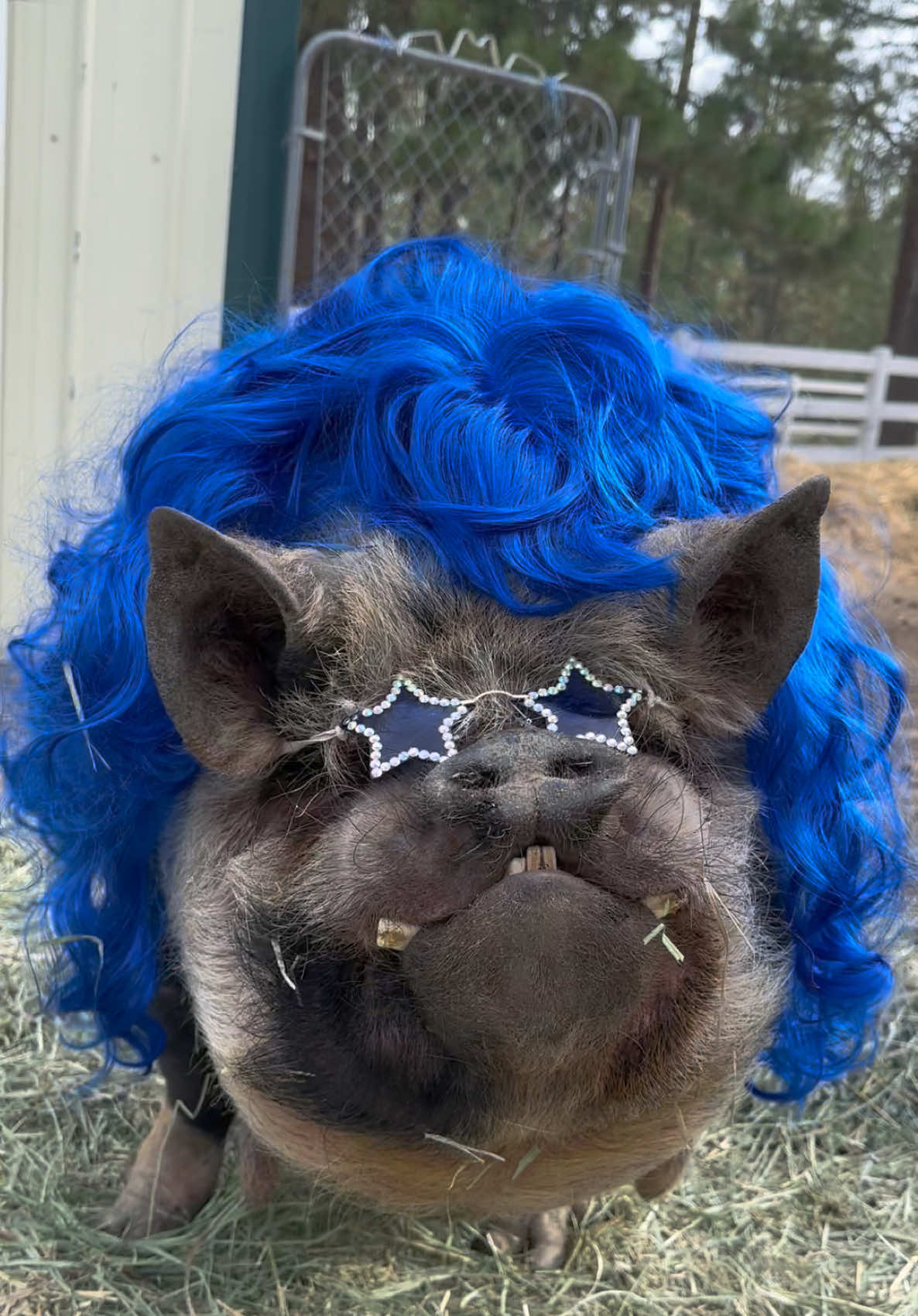 @thewinstonthepig