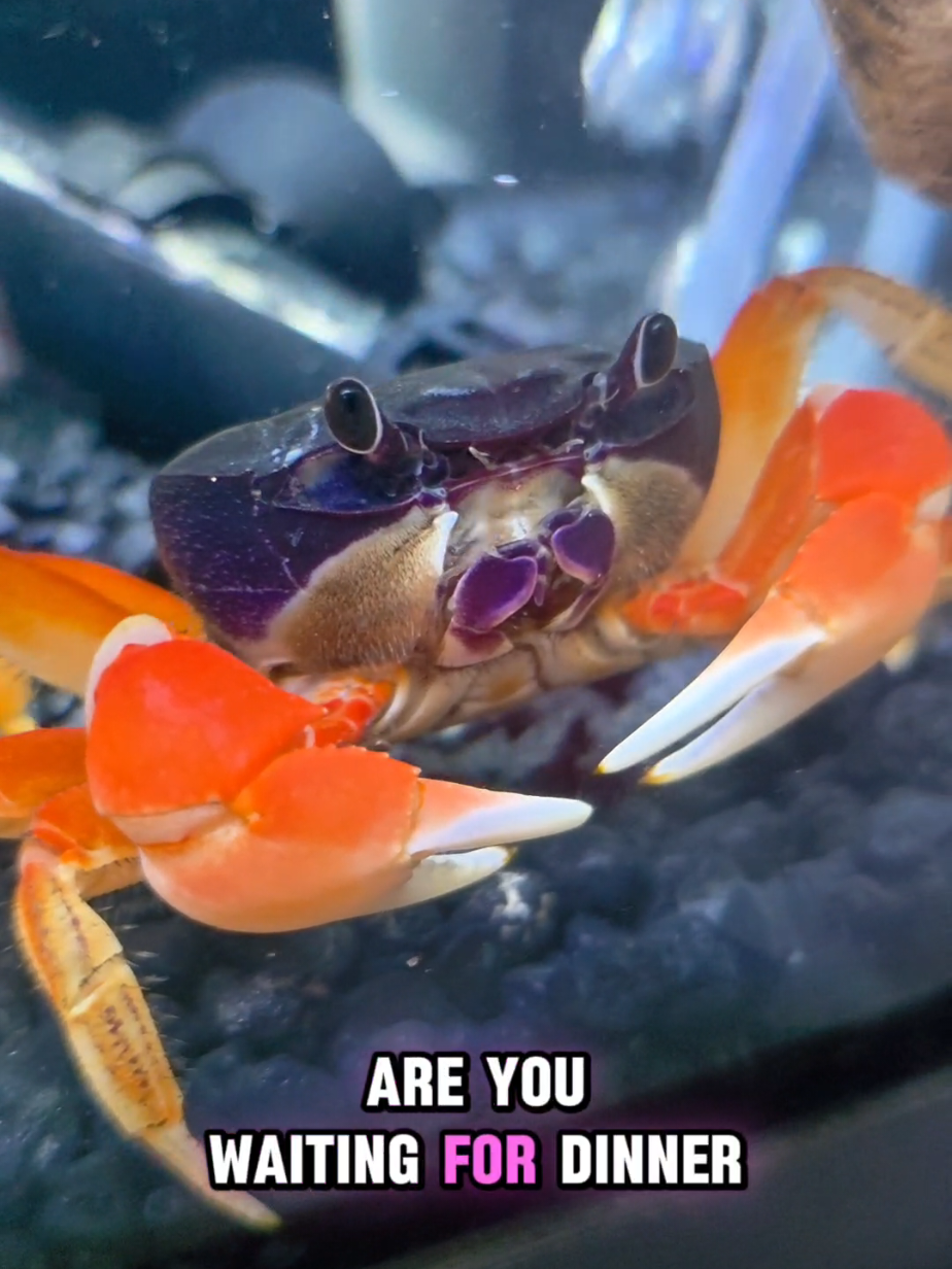 @Howie The Crab
