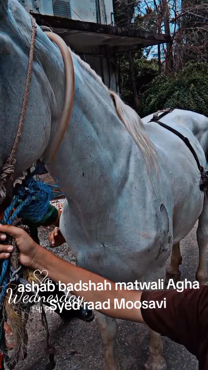 @agha Syed Raad Moosavi 😈572