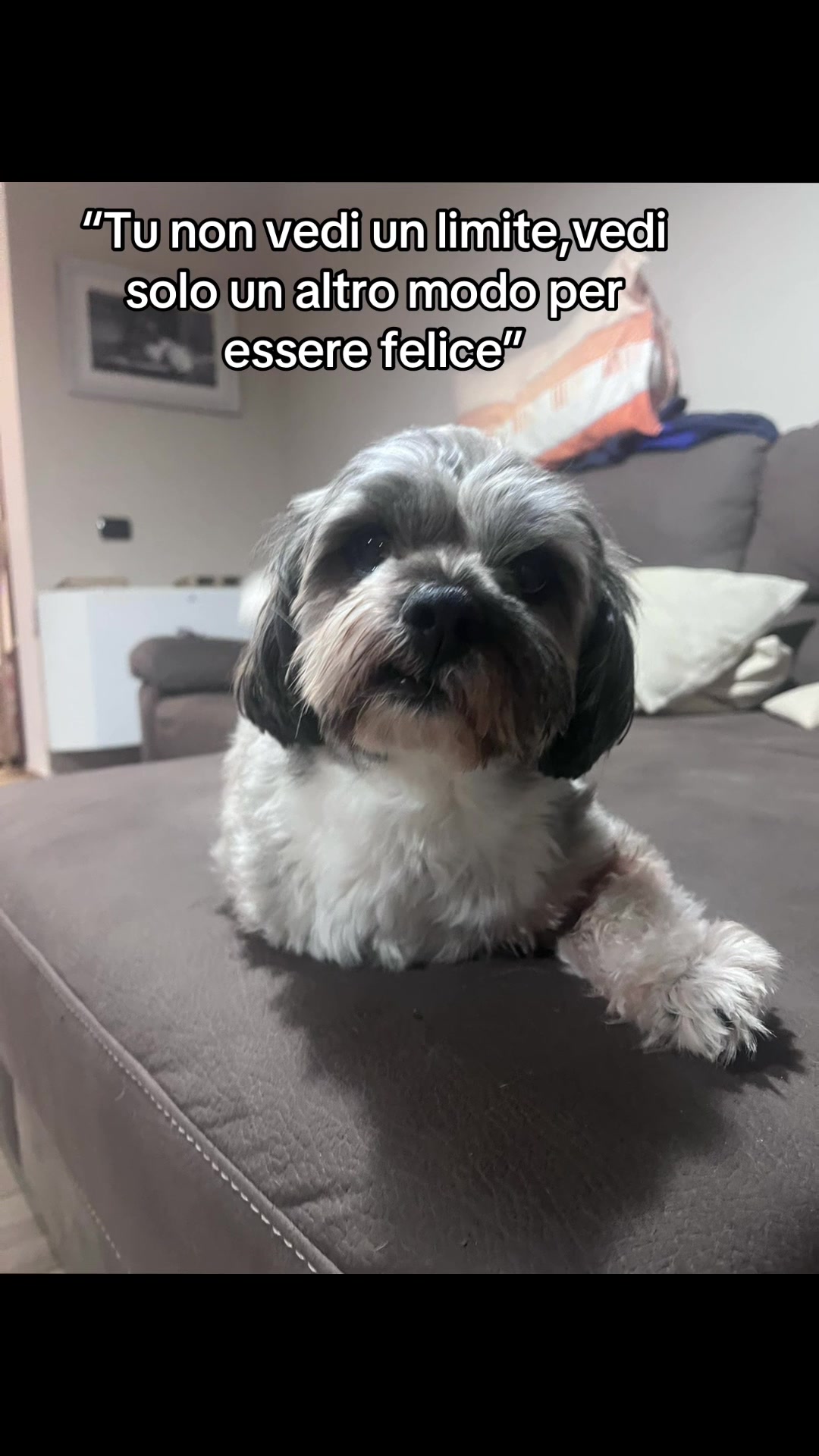@Tanya Volontaria Animalista