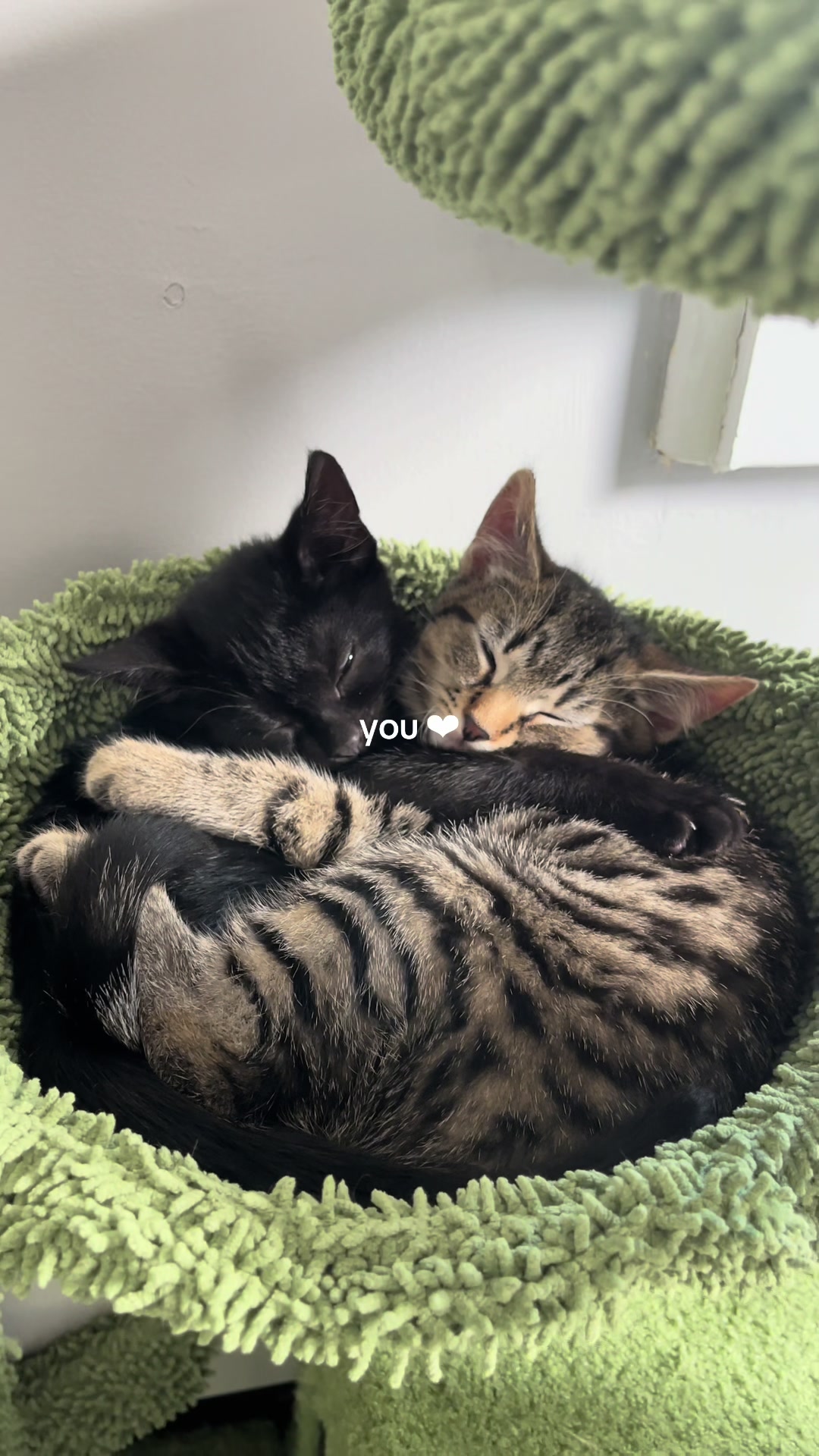 @lady & bugs