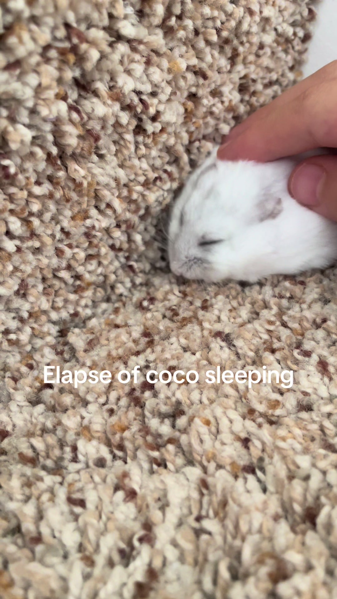 @MoChi&CoCo