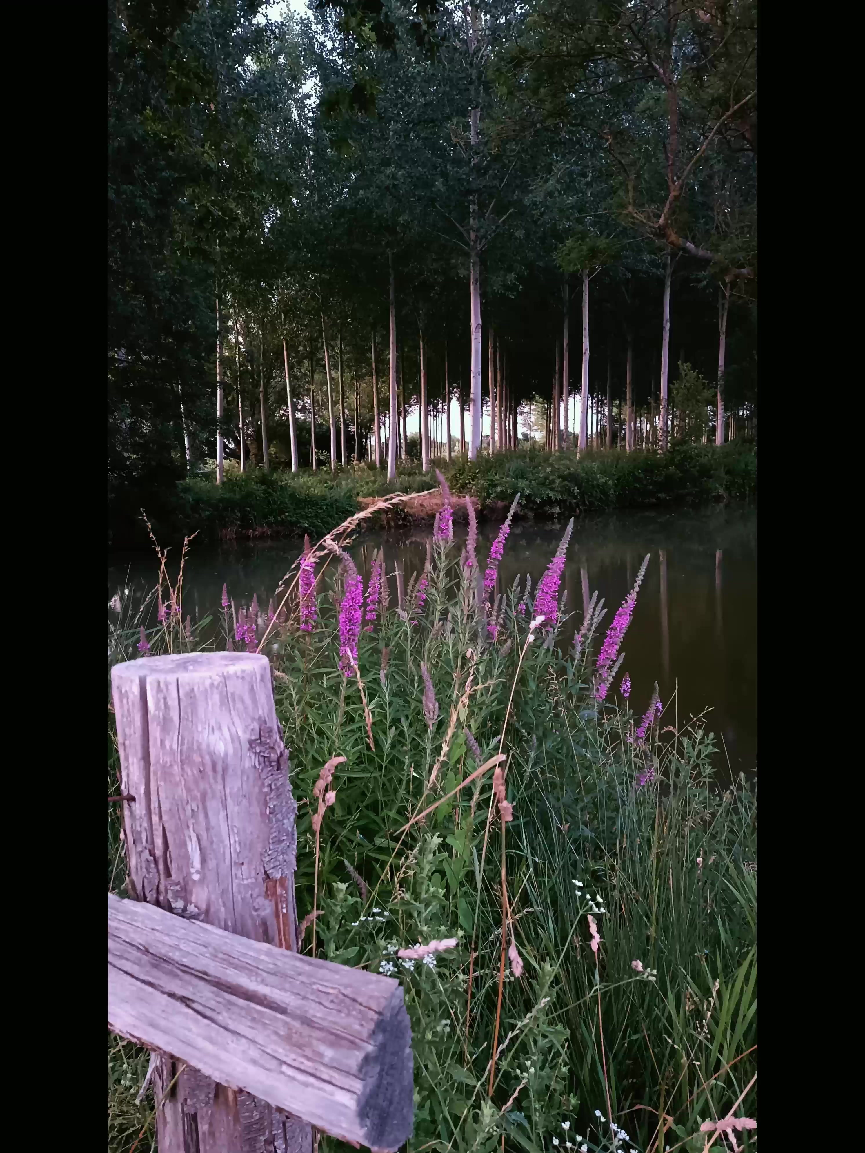 @&bull; 𝓙𝓲𝓶𝓶𝔂 &bull;