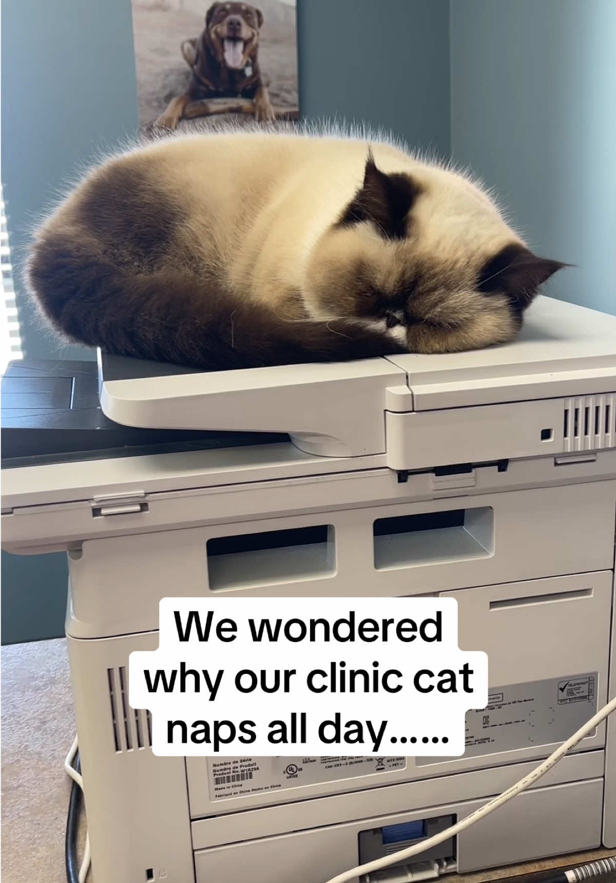@Snodgrass Vet