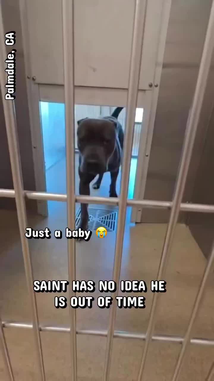 @Saving Mastiffs
