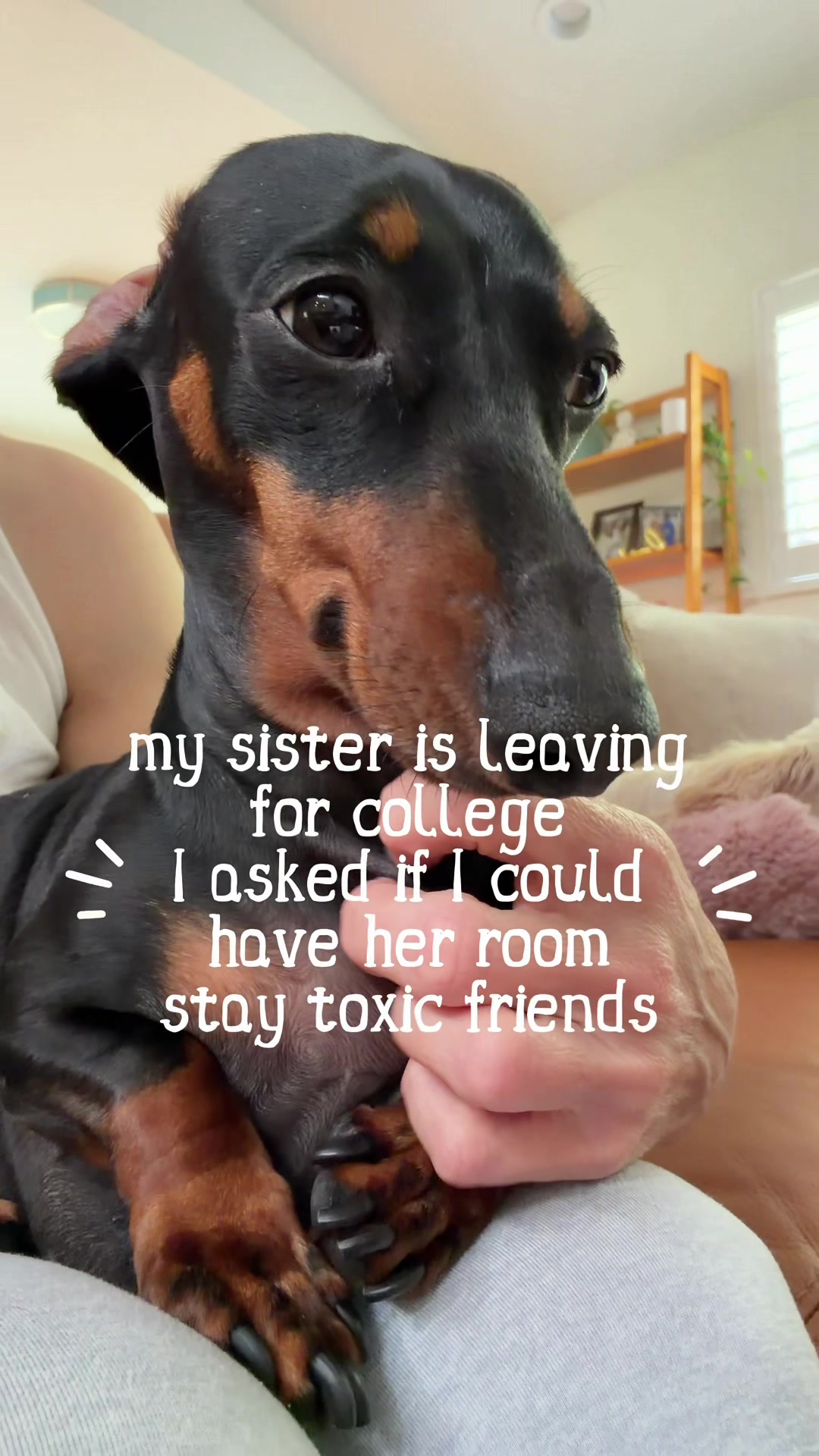 @Penny the Dachshund