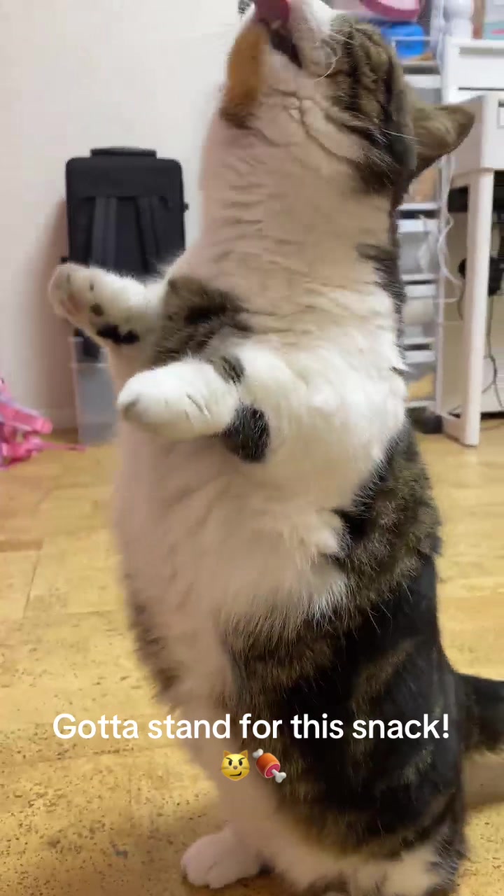 @PawsAndClaws