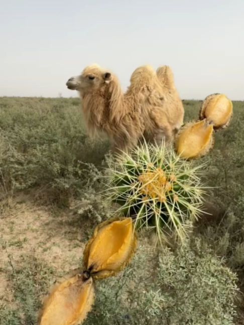 @Gislason Camel