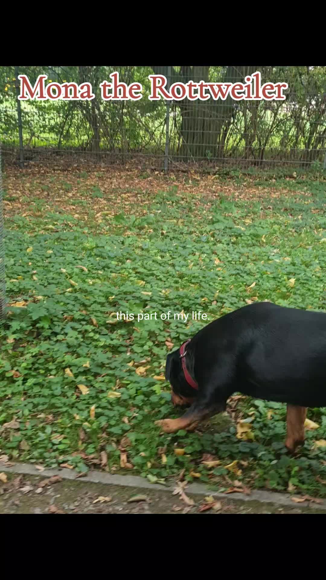 @Mona the Rottweiler