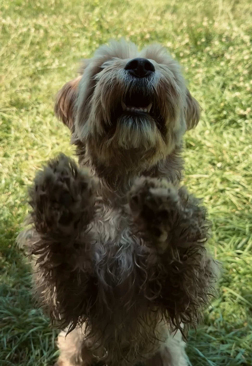 @🐾