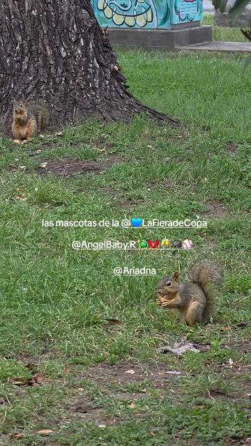 @COPA_LC 🐦&zwj;🔥🍁&weierp;♛