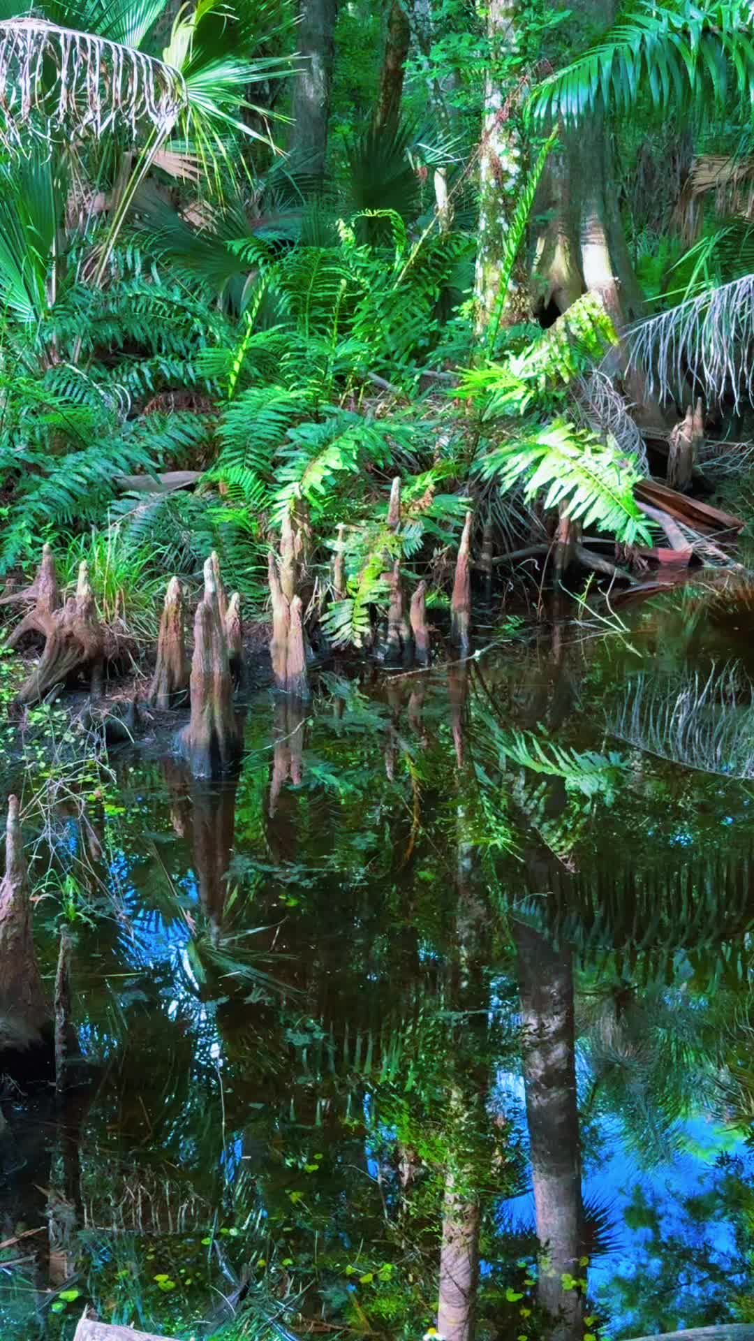 @Everglades National Park