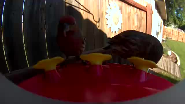@Crazy Bird Lady