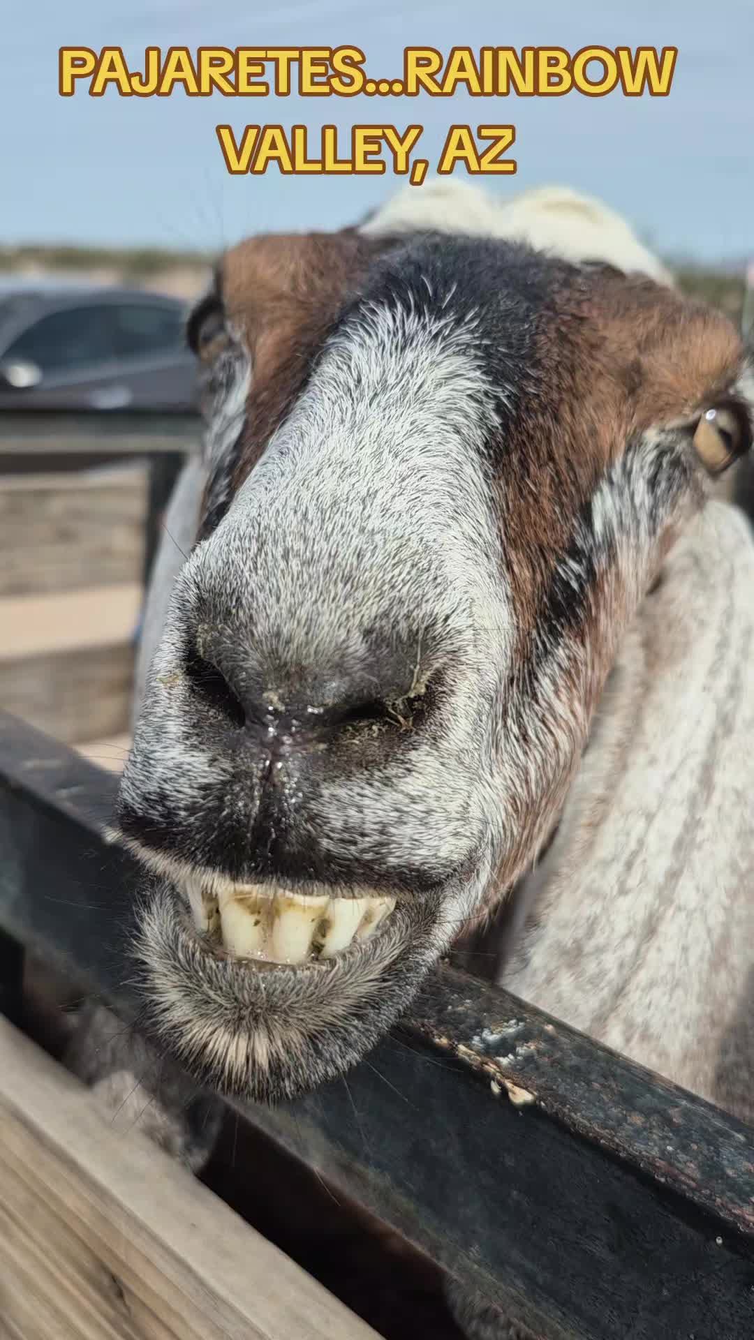 @𝕽𝖆𝖒𝖑