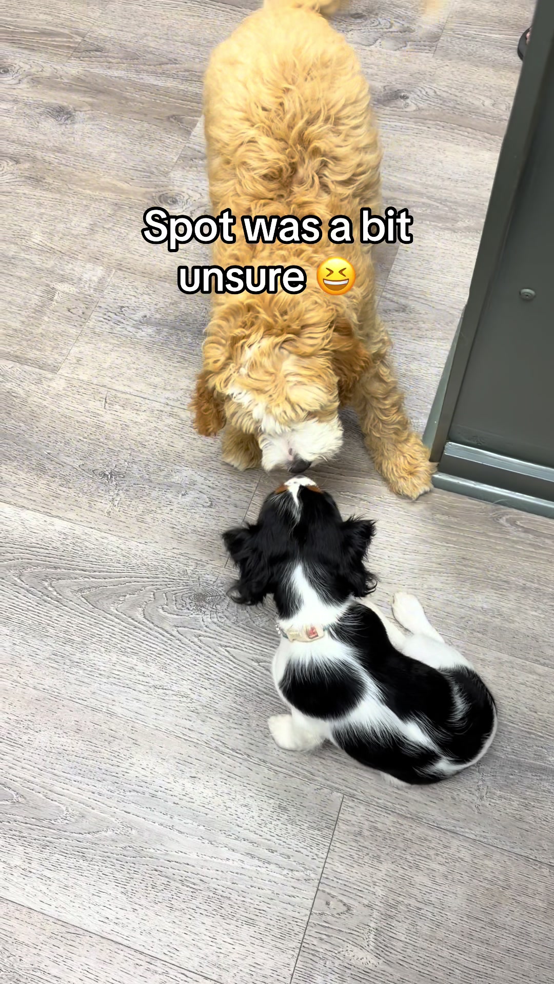 @Snodgrass Vet