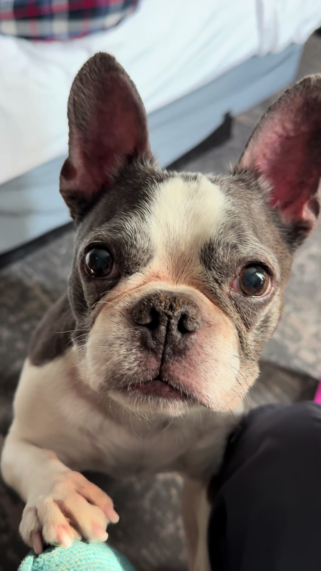 @Hugo_the_Frenchton