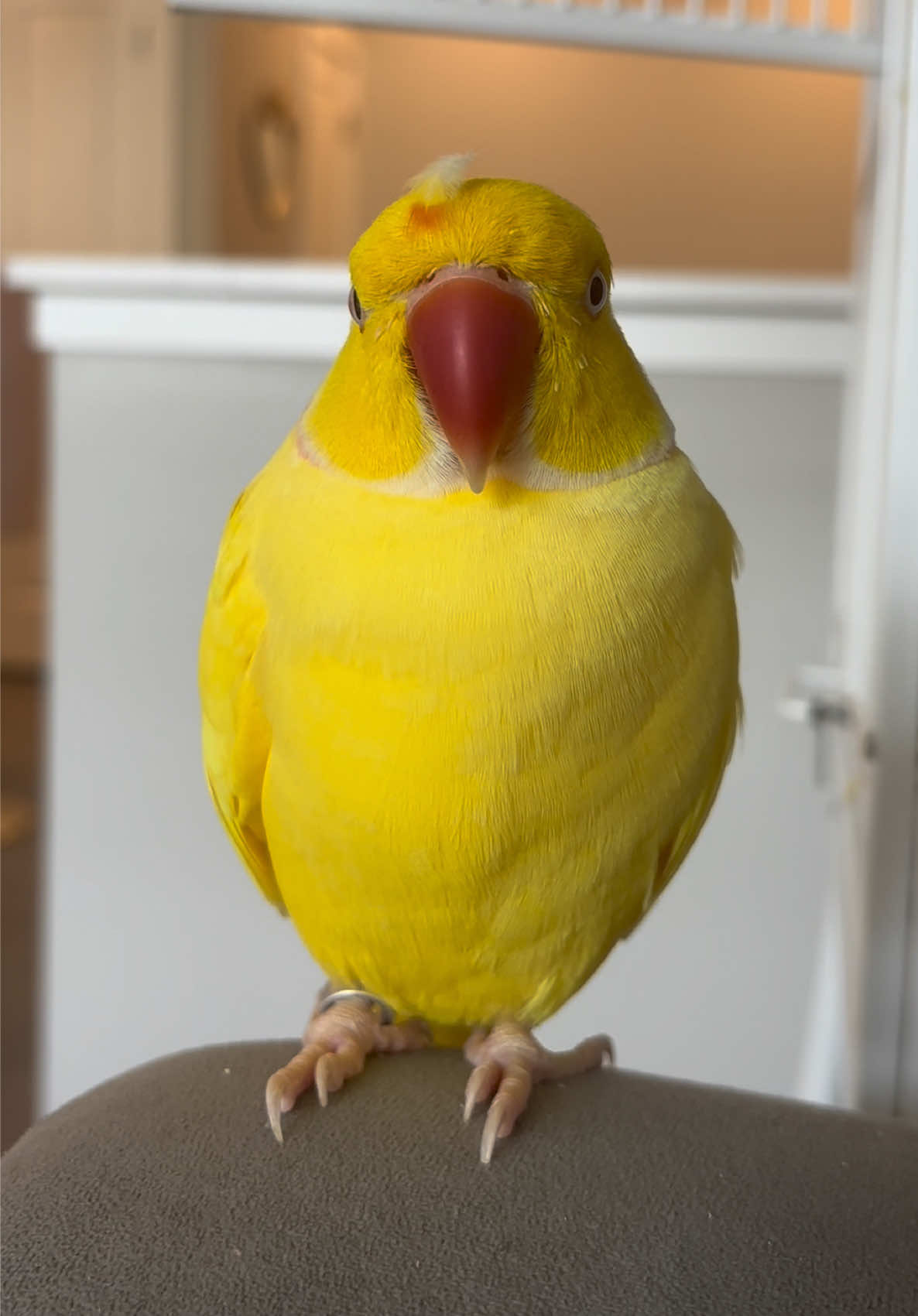 @TWINKIE 🐥