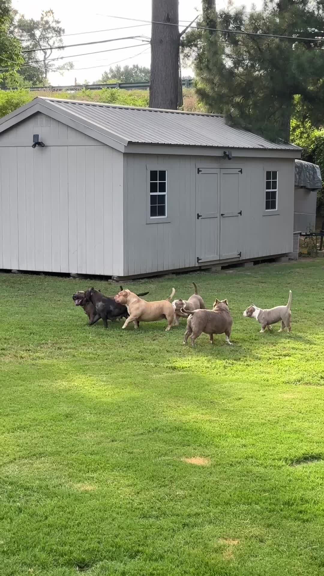 @Carters BullyHub