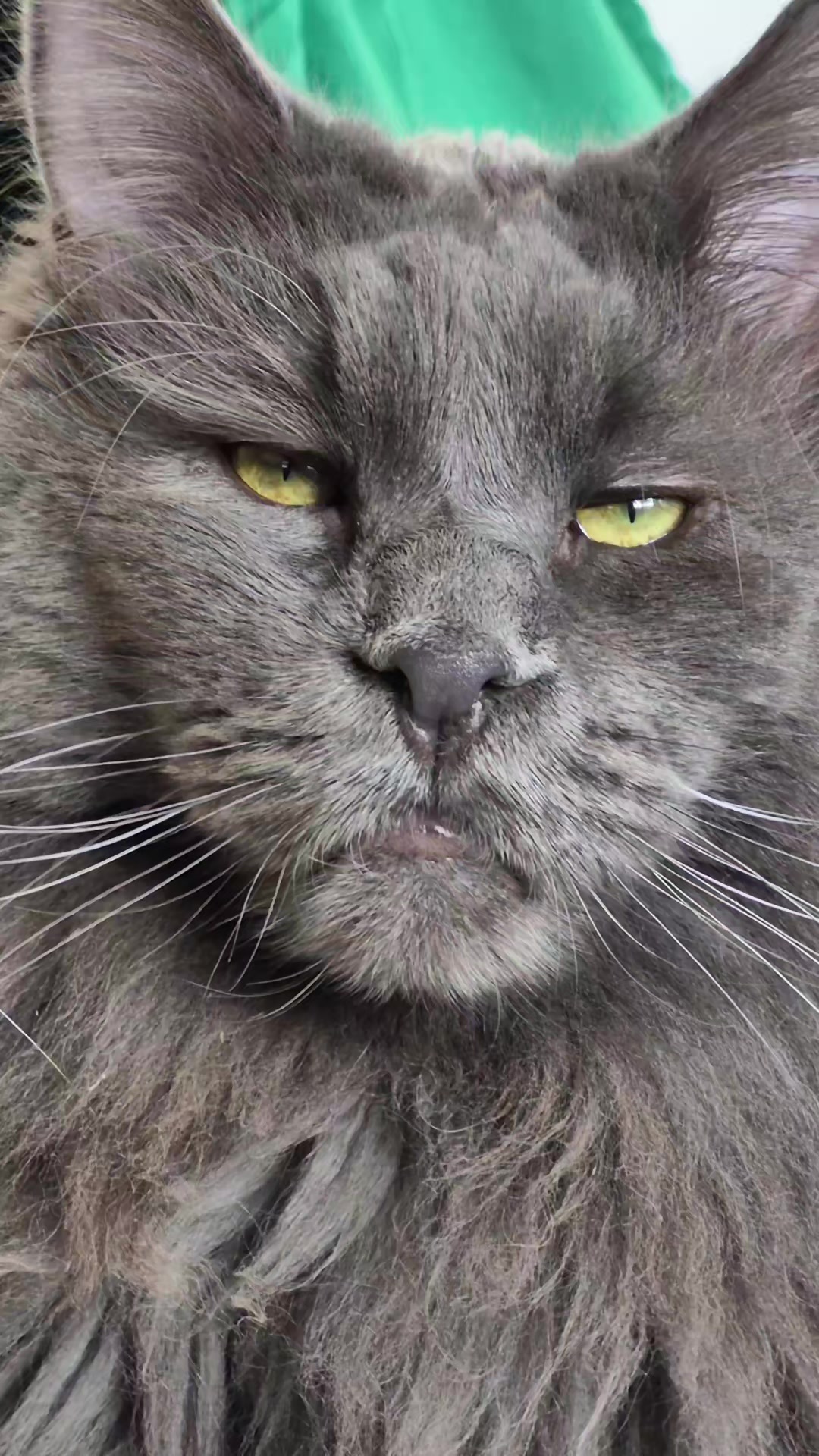@Ragnar the Maine Coon 🐈