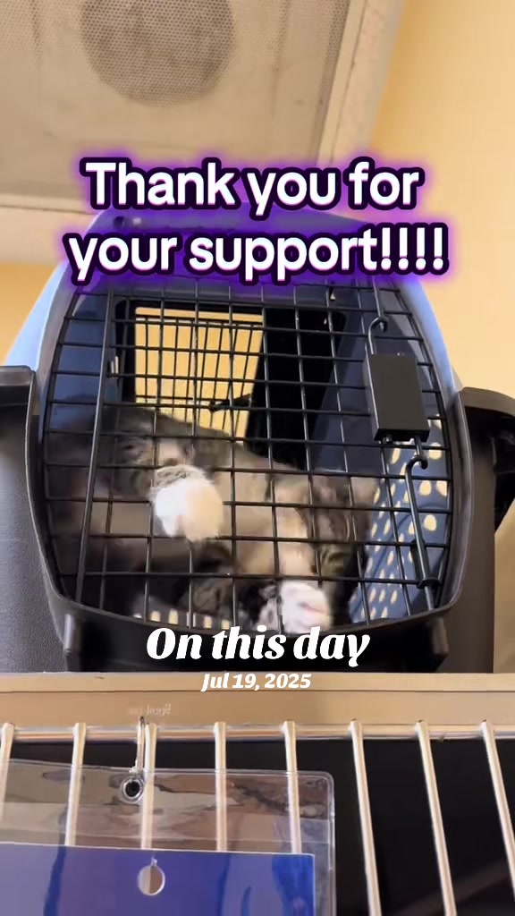 @KittyAngelRescue