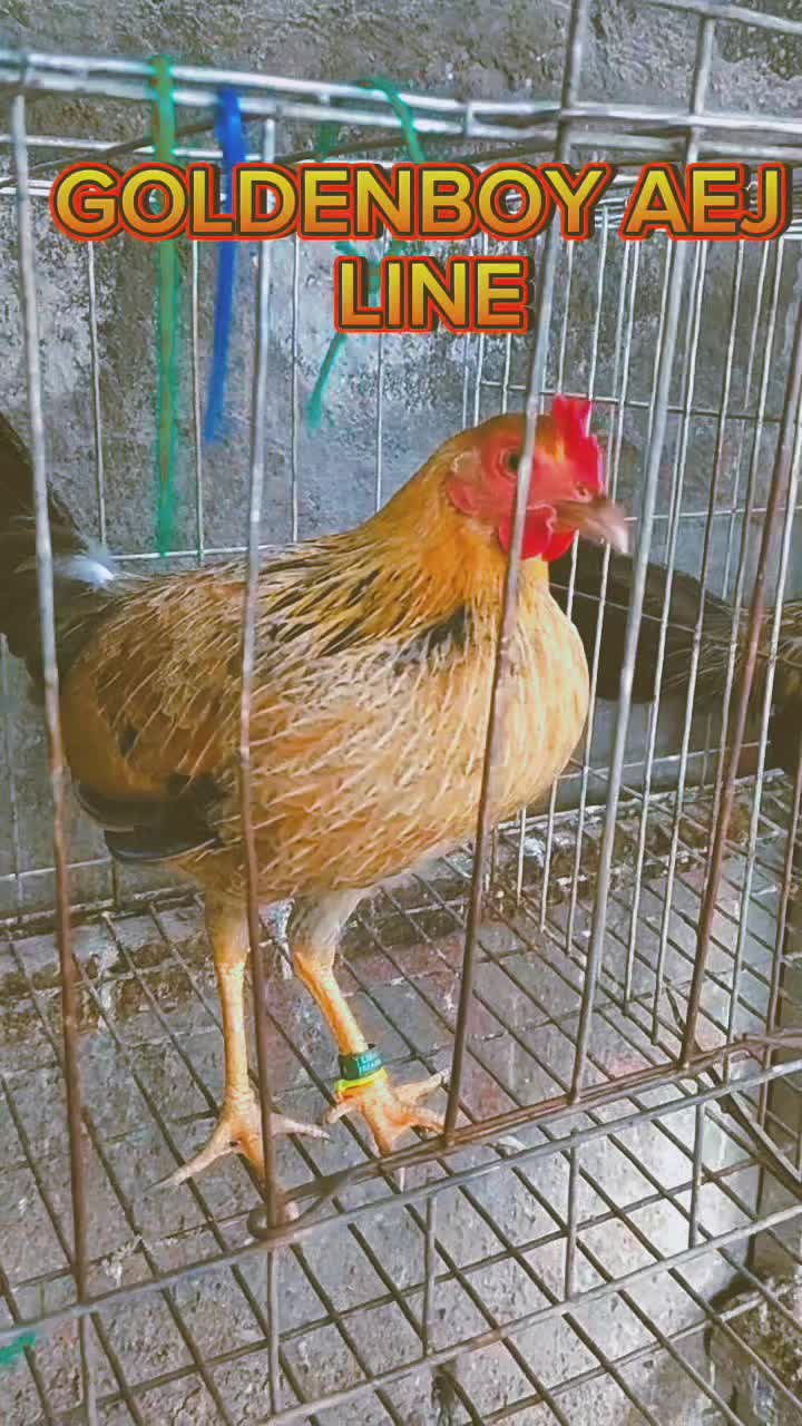 @RDDgamefowlbreeder