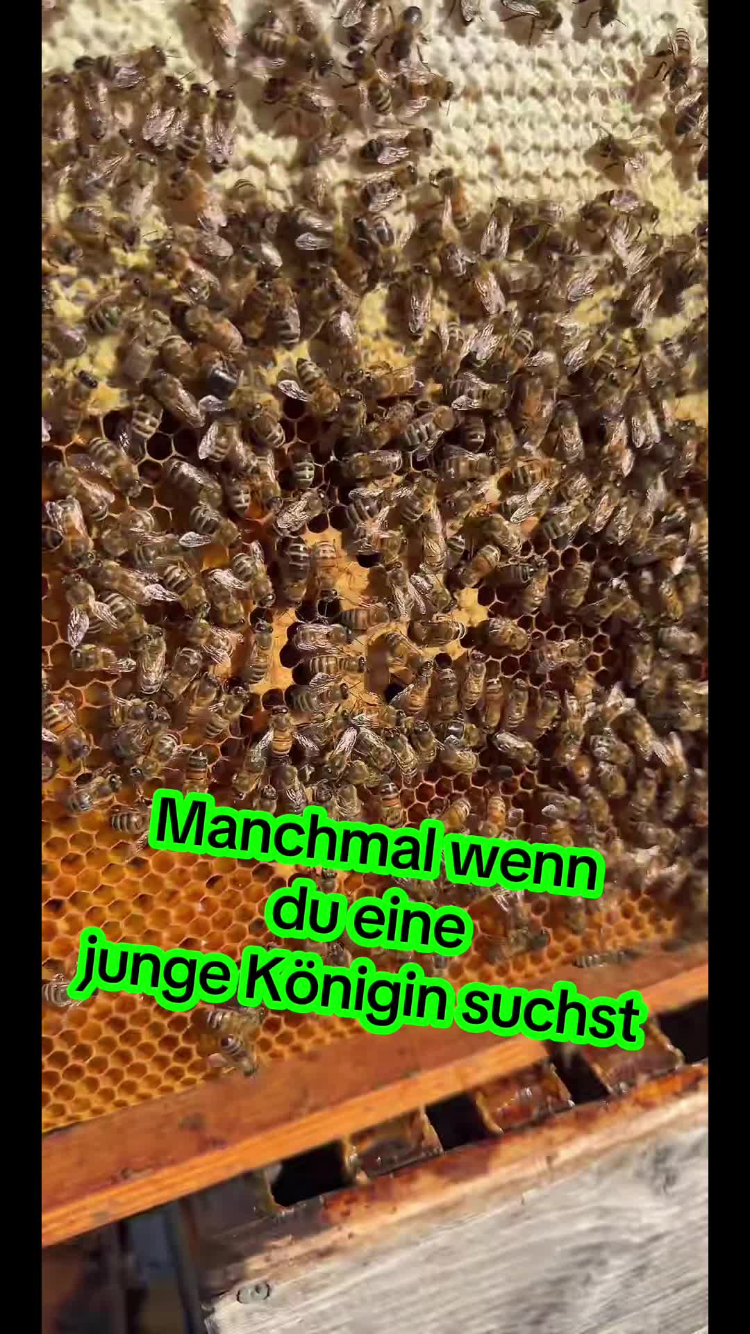 @🅼🅾🆁🅴❹BEES