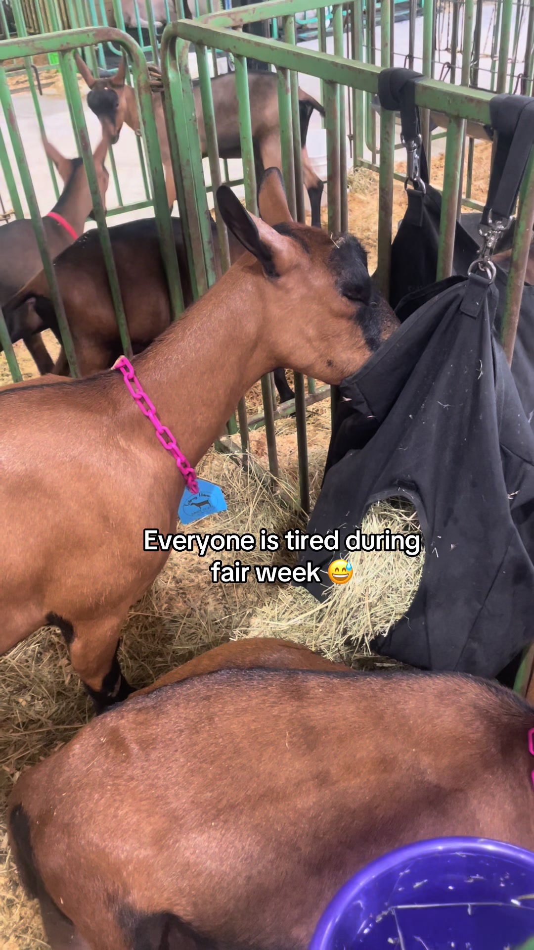 @Maple Leaf Livestock