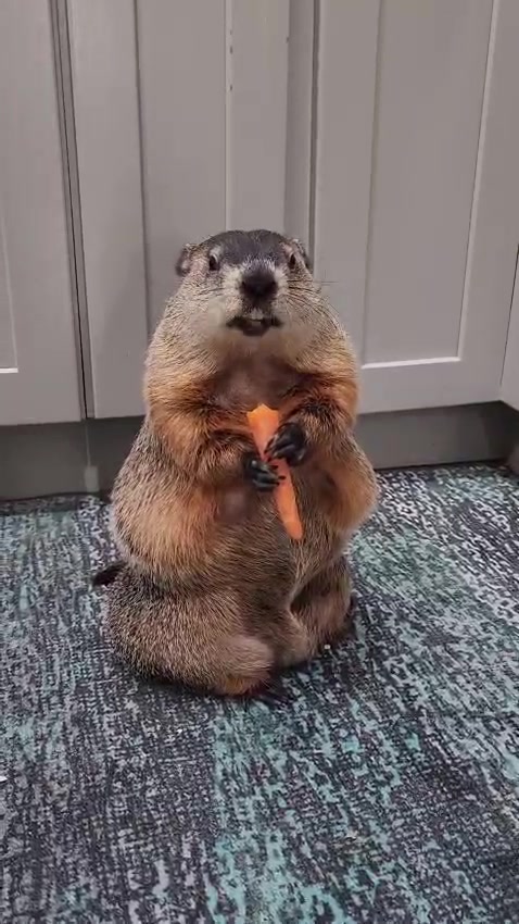 @Wilbur the Woodchuck