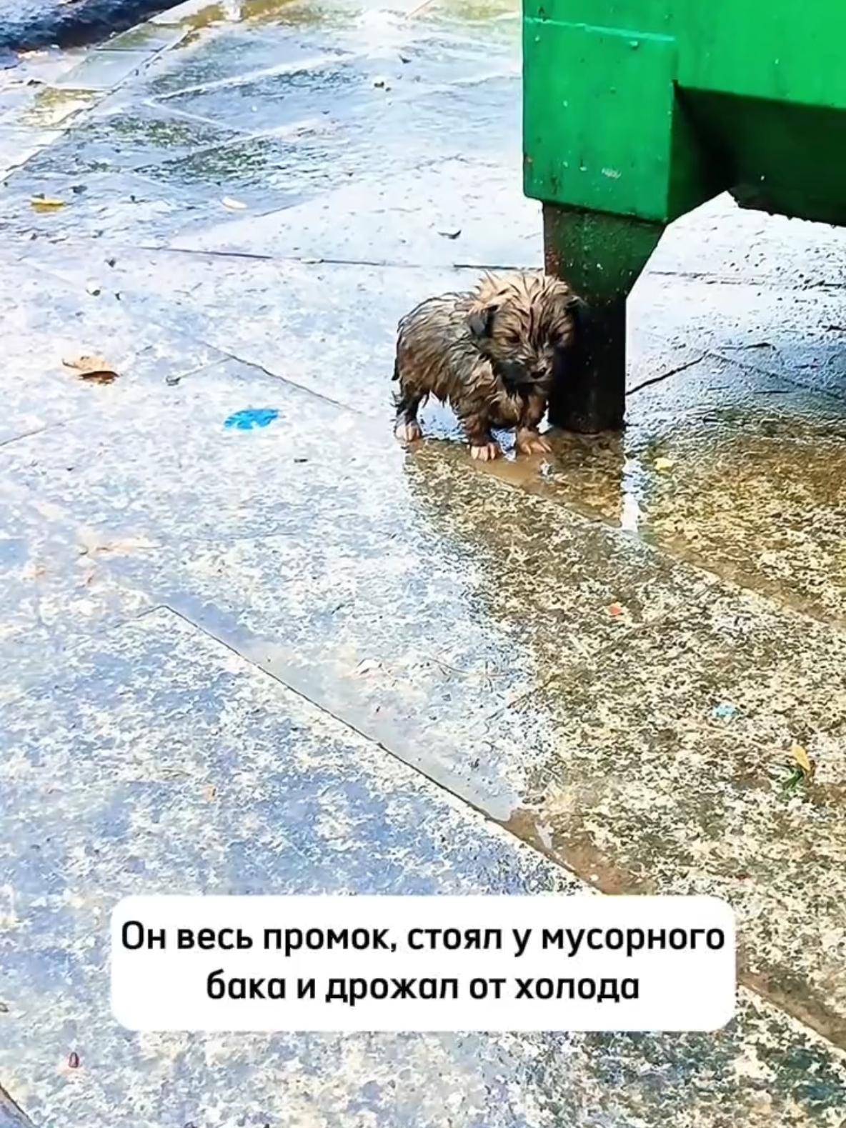 @RescueAnimals Nir