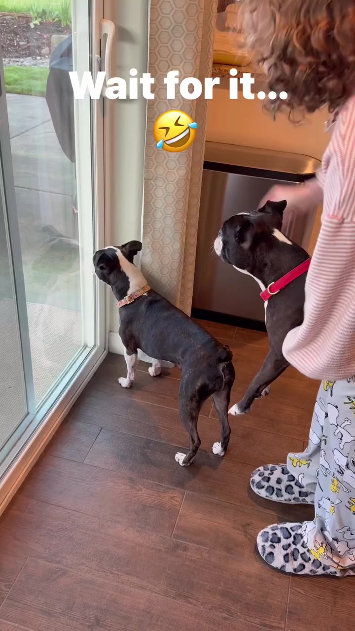 @boston.terrier.shop