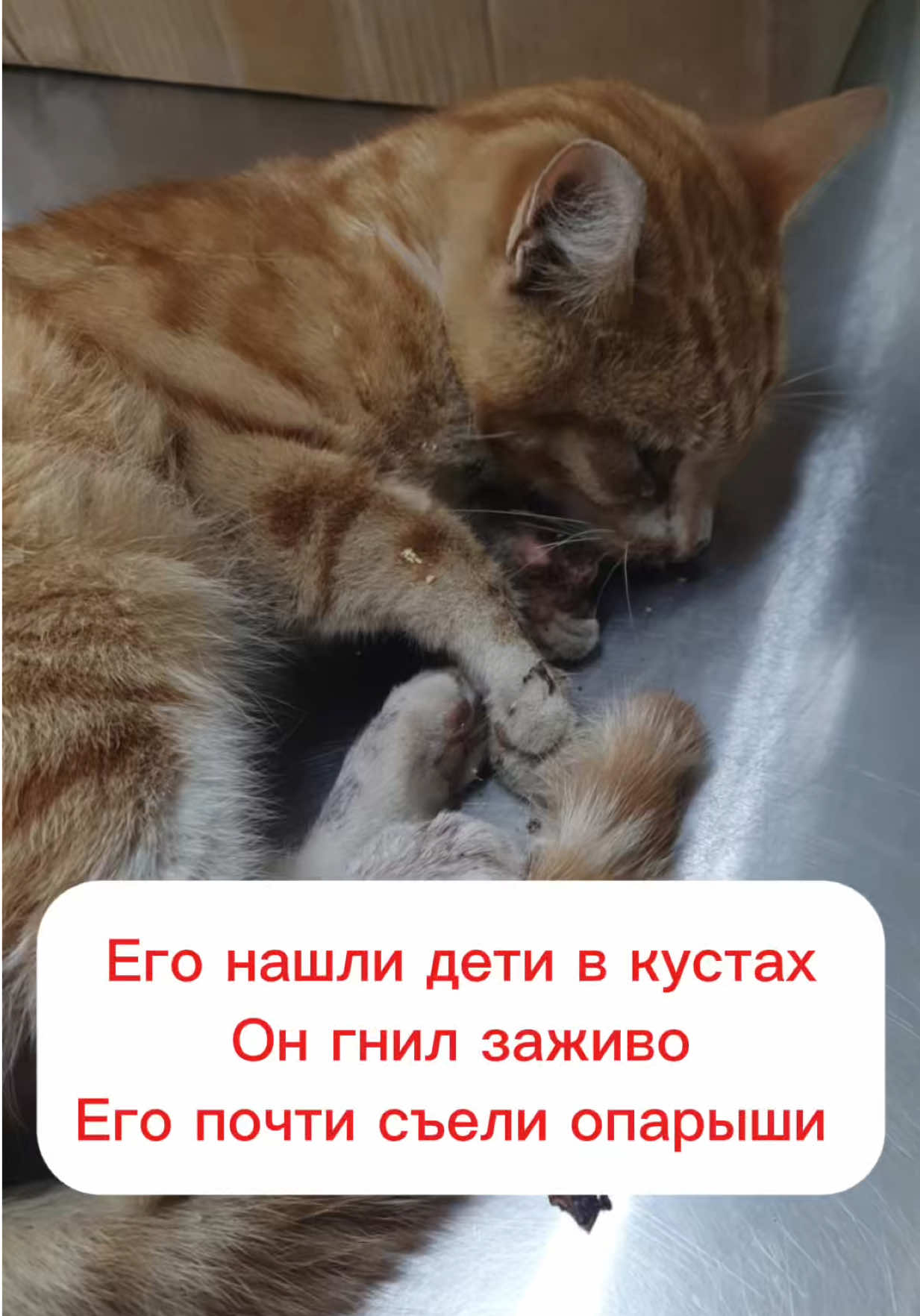 @Анна Алмазова
