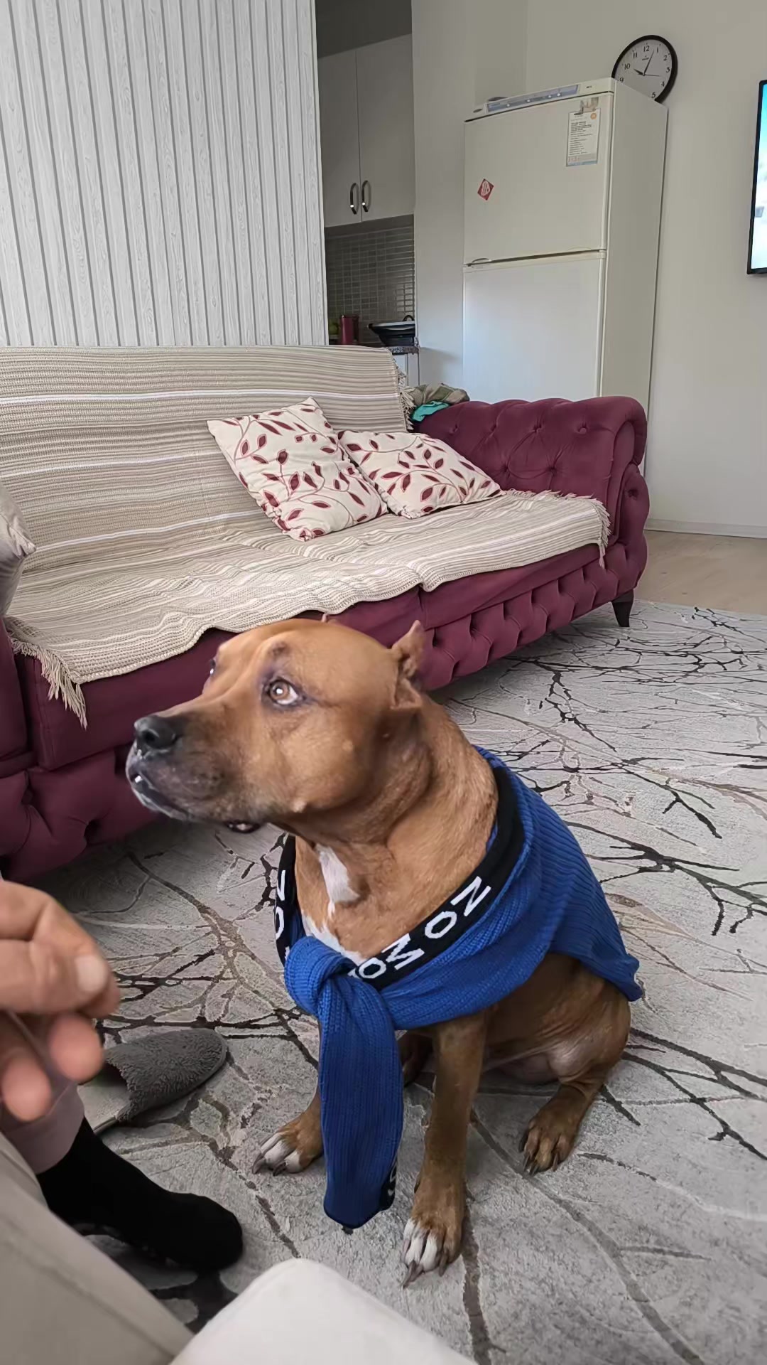 @pitbulll👑