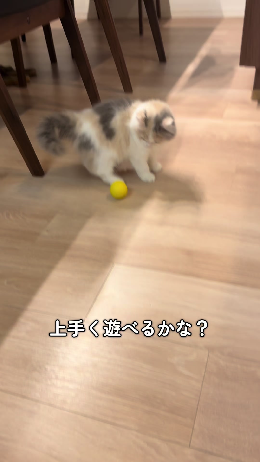 @ねこ日記