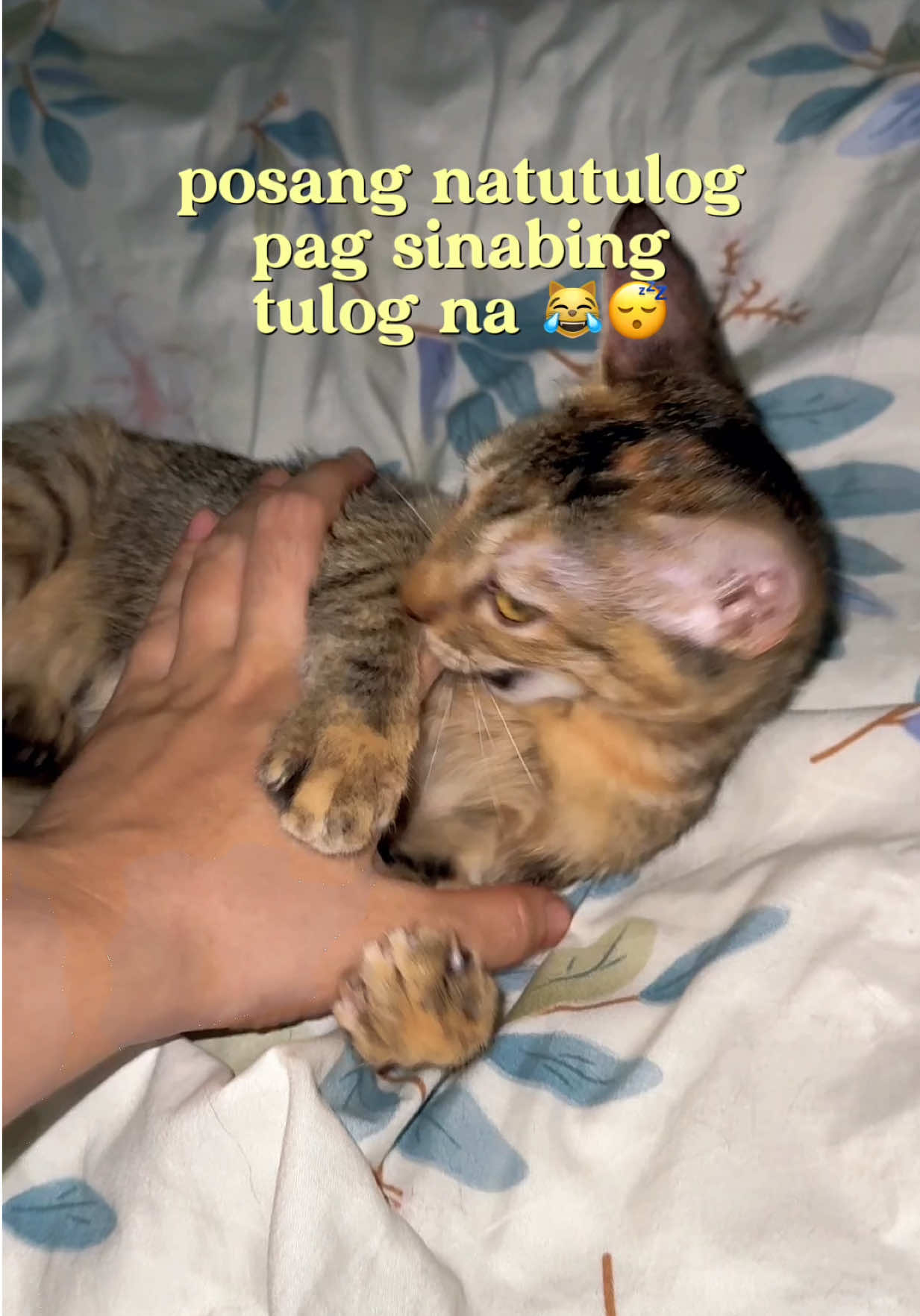 @furg𑄝ds ⚞ •⩊• ⚟