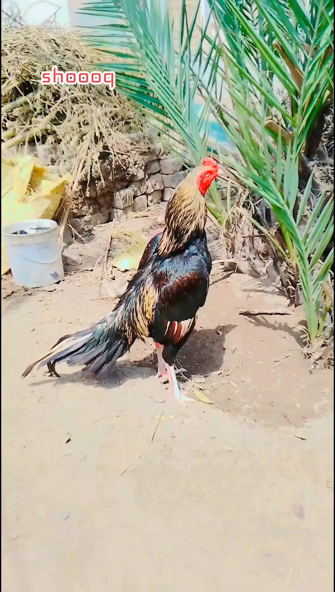 @Kamran Mirani🦋