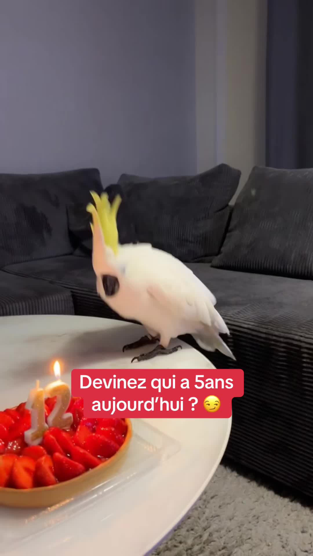 @Neji le perroquet 🤍💛🇵🇸